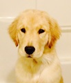 Golden Retriever named Swagger